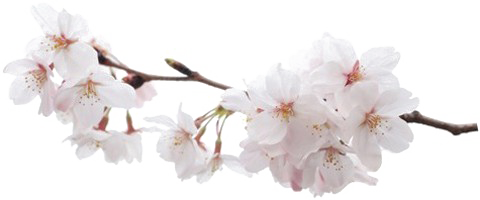 Groei Gewoontes logo